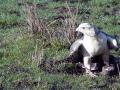 Gyrfalcon