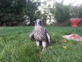 Joe-gyr-female