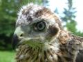 female-goshawk-head-6-05-06