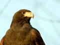 Harris-Hawks-Whiskey-headshot